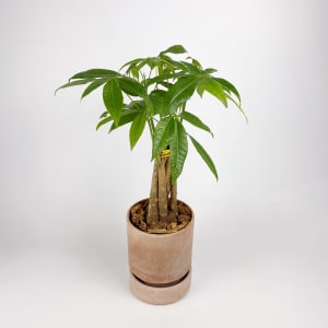 Money Tree Flower Bouquet