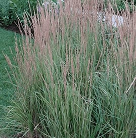 Variegated Feather Reed Grass Flower Bouquet