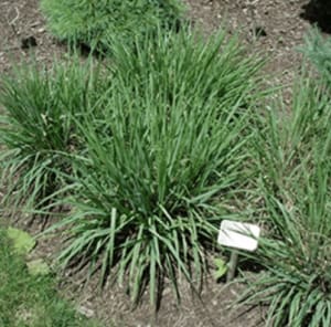 Purple Love Grass Flower Bouquet