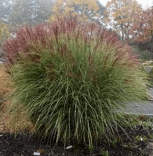 Morning Light Maiden Grass Flower Bouquet