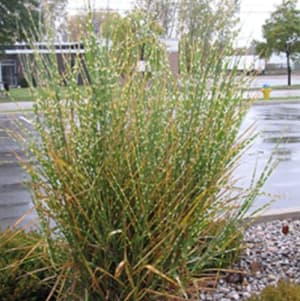 Porcupine Grass Flower Arrangement Porcupine Grass Flower Bouquet