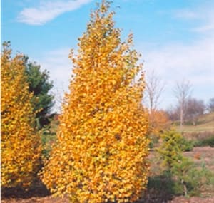 Birch, Gray ‘Whitespire’ Flower Bouquet