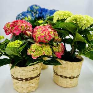 Hydrangea Haven 6" Basket Flower Bouquet