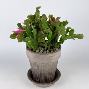 CHRISTMAS CACTUS Flower Bouquet