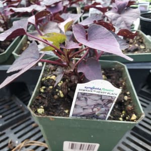 Sweet Potato Vine (Ipomoea) Flower Arrangement Sweet Potato Vine (Ipomoea) Flower Bouquet