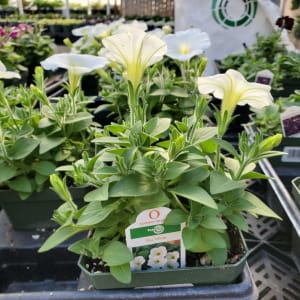 Petunia Flower Bouquet