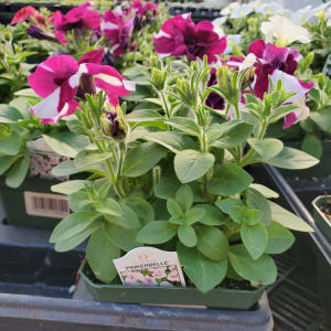 Petunia Flower Bouquet