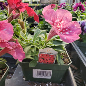 Petunia Flower Bouquet