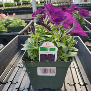 Petunia Flower Bouquet