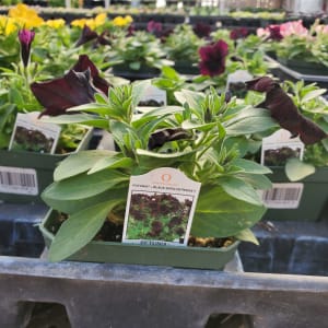 Petunia Flower Bouquet