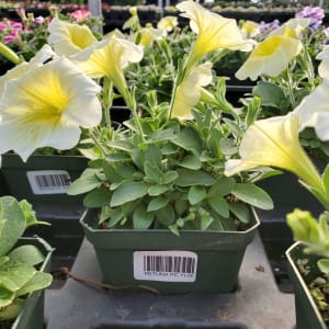 Petunia Flower Bouquet