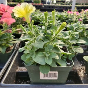 Petunia Flower Bouquet