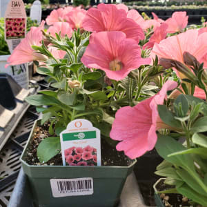 Petunia Flower Bouquet