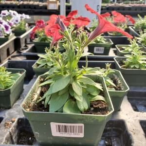 Petunia Flower Bouquet