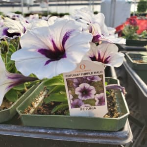Petunia Flower Bouquet