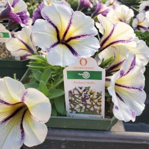 Petunia Flower Bouquet