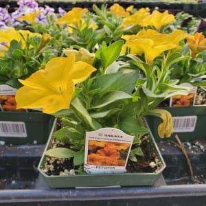 Petunia Flower Bouquet