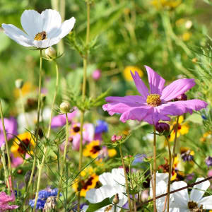 Cosmos Flower Bouquet
