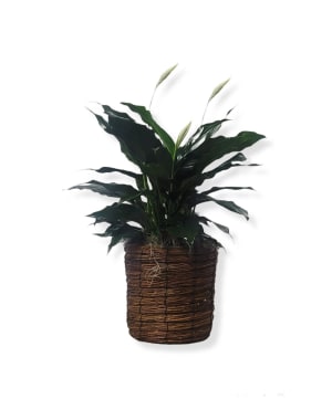 6" Peace Lily Flower Arrangement 6" Peace Lily Flower Bouquet