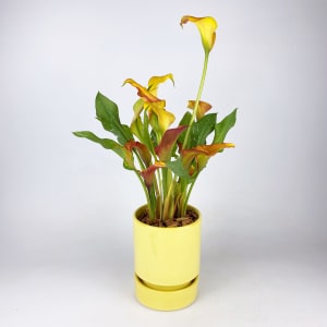 CALLA LILY Flower Bouquet