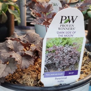 False Spirea (Astilbe) Flower Bouquet