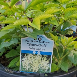 False Spirea (Astilbe) Flower Bouquet