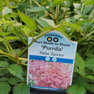 False Spirea (Astilbe) Flower Bouquet