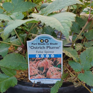 False Spirea (Astilbe) Flower Bouquet