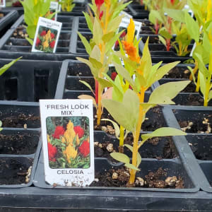 Cock's Comb (Celosia) Flower Bouquet