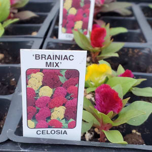 Cock's Comb (Celosia) Flower Bouquet