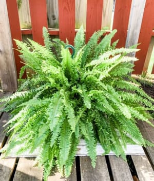 Boston Fern Hanging Basket Flower Bouquet