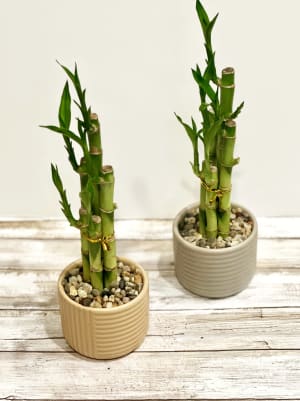 Bamboo Plant Flower Arrangement Bamboo Plant Flower Bouquet