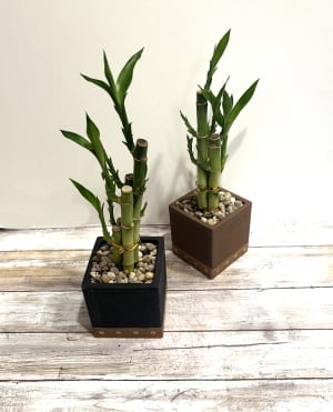 Bamboo Plant Flower Arrangement Bamboo Plant Flower Bouquet