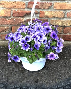 10"  Purple Wave Petunia Hanging Basket Flower Bouquet