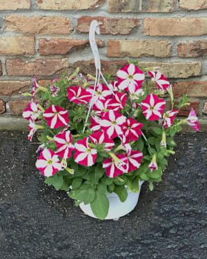 10" Pink Striped Wave Petunia Hanging Basket Flower Bouquet