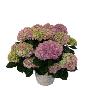 Blooming Hydrangeas Flower Bouquet