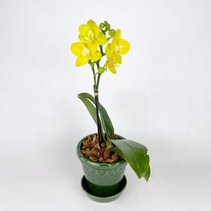 MINI YELLOW & GREEN Flower Arrangement MINI YELLOW & GREEN Flower Bouquet