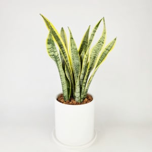 SANSEVIERIA (SNAKE PLANT) Flower Bouquet