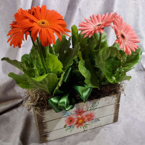 Potted Gerbera Flower Bouquet