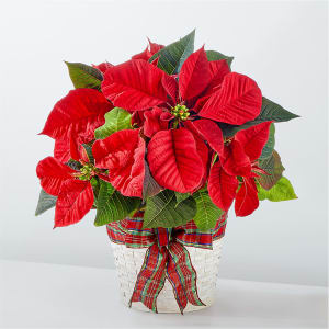 Happiest Holidays Poinsettia Flower Bouquet
