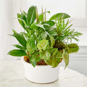 Balance & Harmony Dishgarden Flower Bouquet