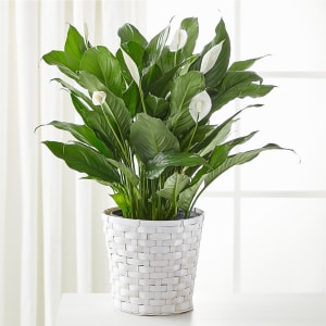 A New Leaf Peace Lily Flower Bouquet