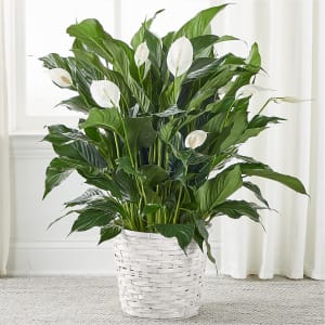 A New Leaf Peace Lily Flower Bouquet