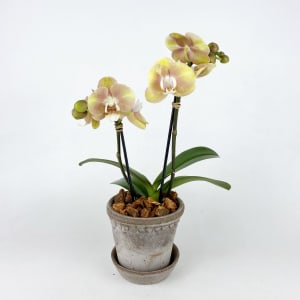 MINI YELLOW & GREEN Flower Arrangement MINI YELLOW & GREEN Flower Bouquet