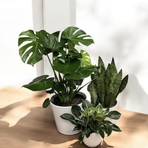 Floor Plant Flower Bouquet