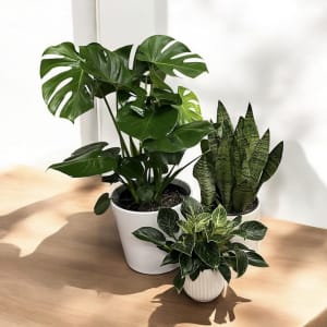 Floor Plant Flower Bouquet