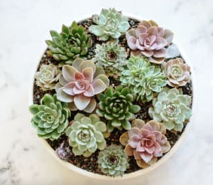 Succulent Dish Garden Flower Bouquet
