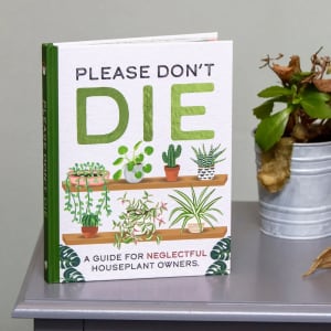 Houseplant Guidebook Flower Arrangement Houseplant Guidebook Flower Bouquet