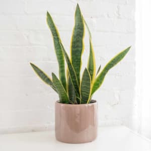 Snake Plant Flower Arrangement Snake Plant Flower Bouquet