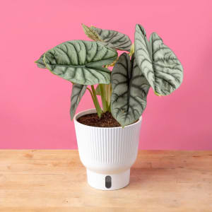 Alocasia Flower Arrangement Alocasia Flower Bouquet